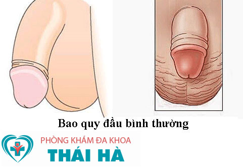 hình ảnh bao quy đầu bình thường