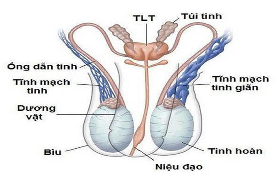 Giãn tĩnh mạch thừng tinh hoàn