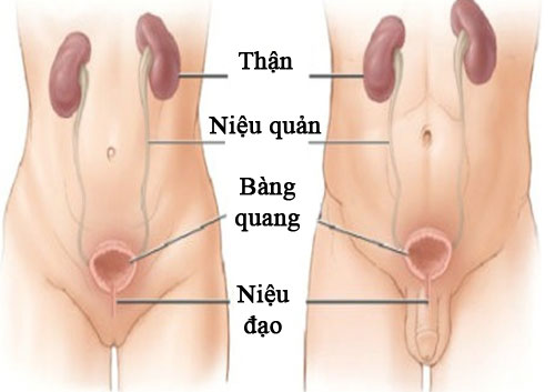 Khám viêm đường tiết niệu ở đâu?
